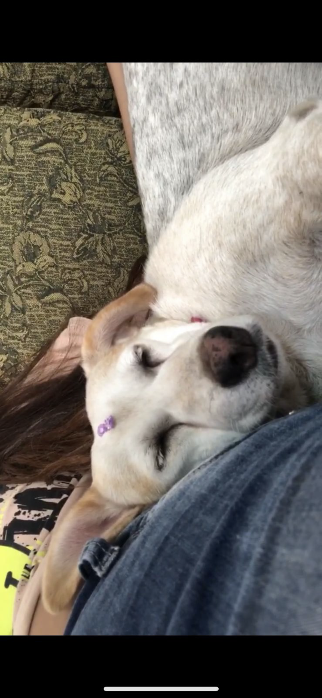 tasha
