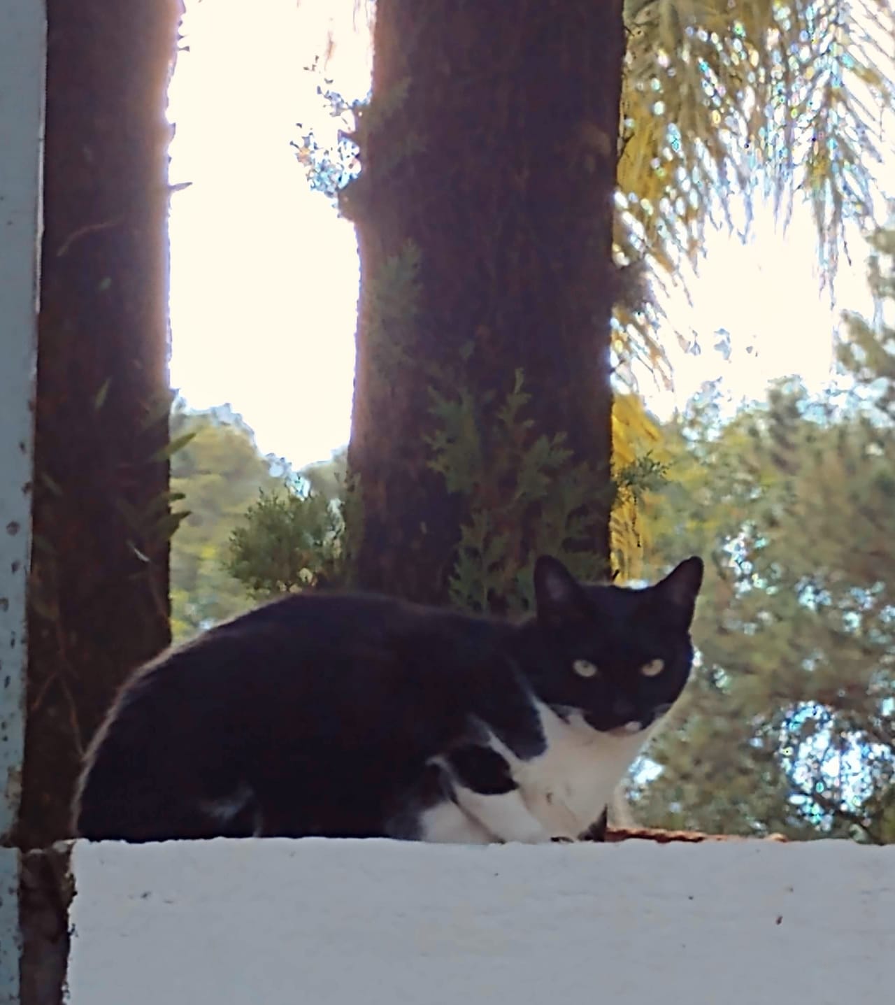 Minhas memórias de meu pai 