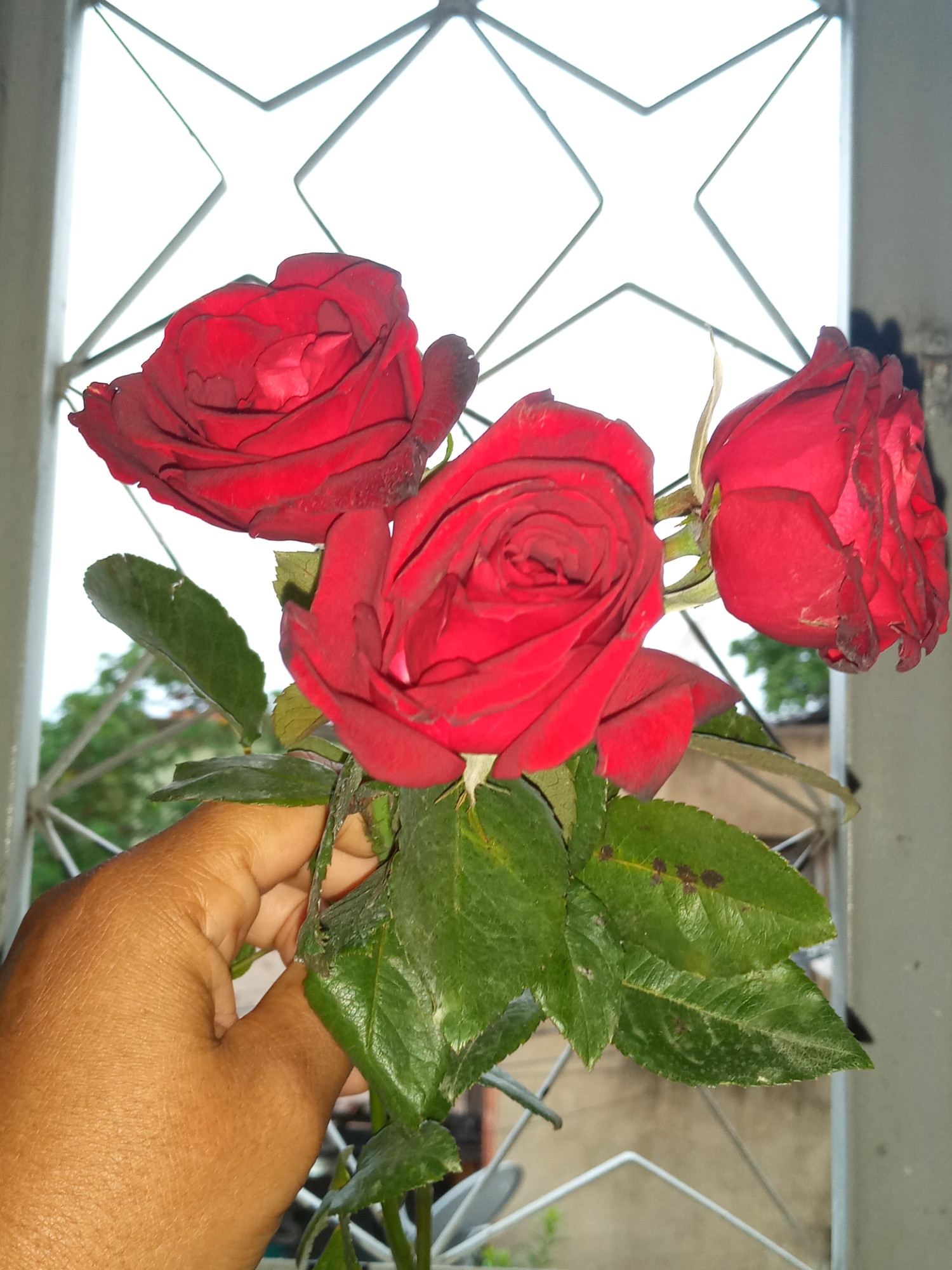 Amor Eterno