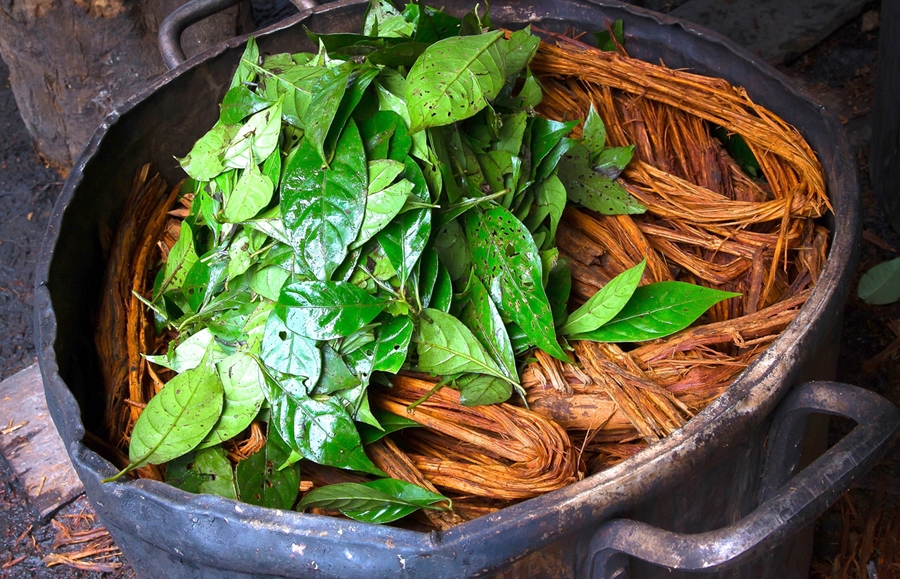 Minha experiência tomando Ayahuasca pela primeira vez