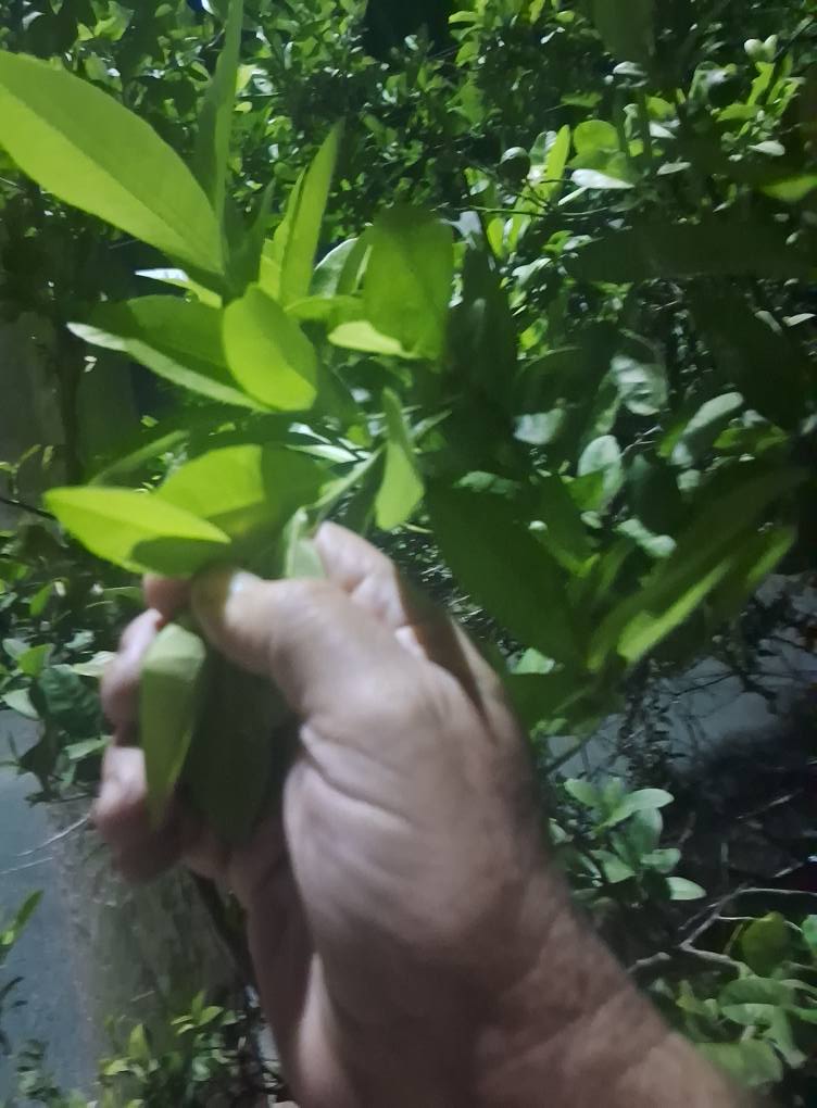 Desalmados