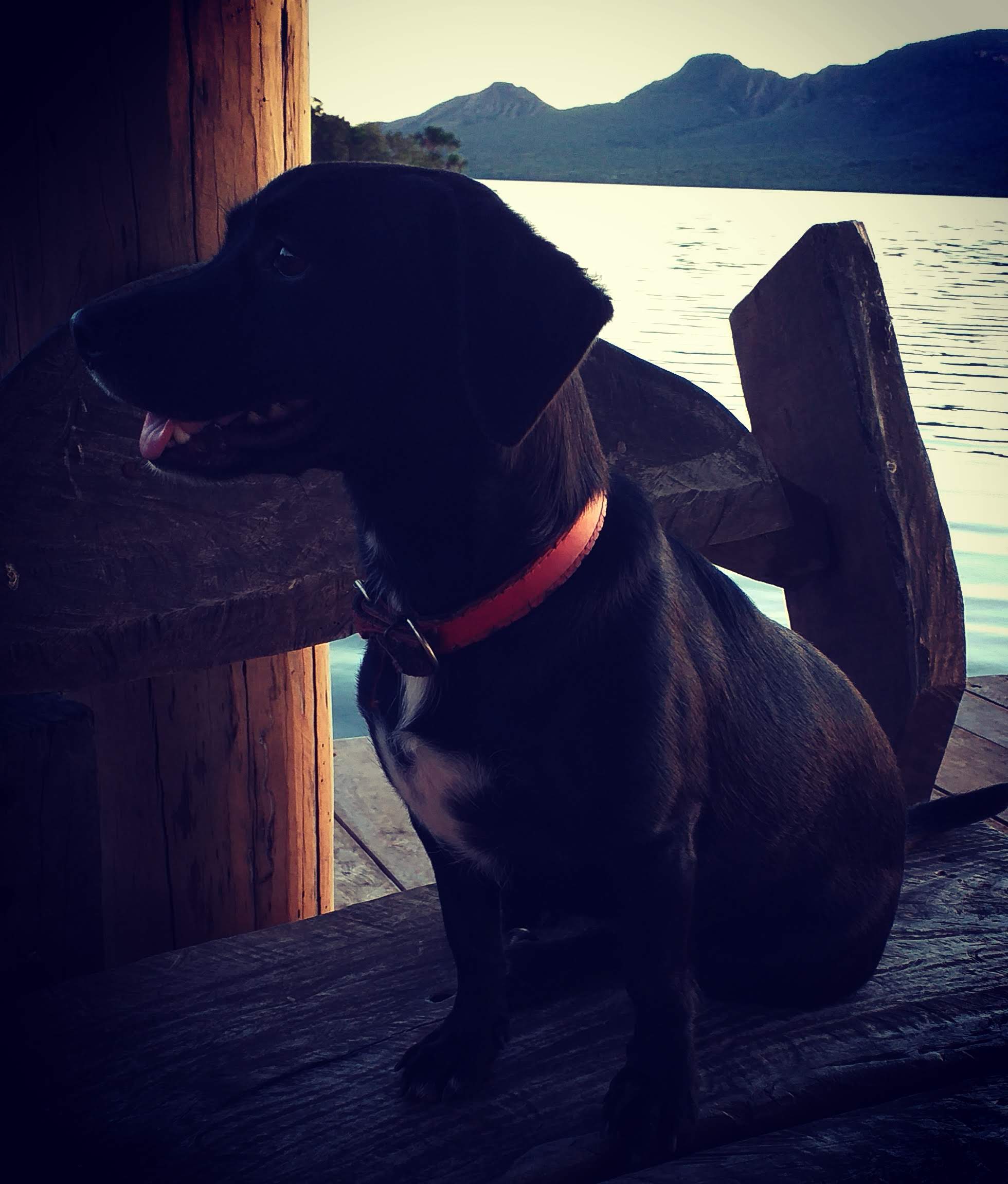Nas aventuras no Tocantins, Feijoadinha nadou muito, conheceu outros cachorra e outros animais. 