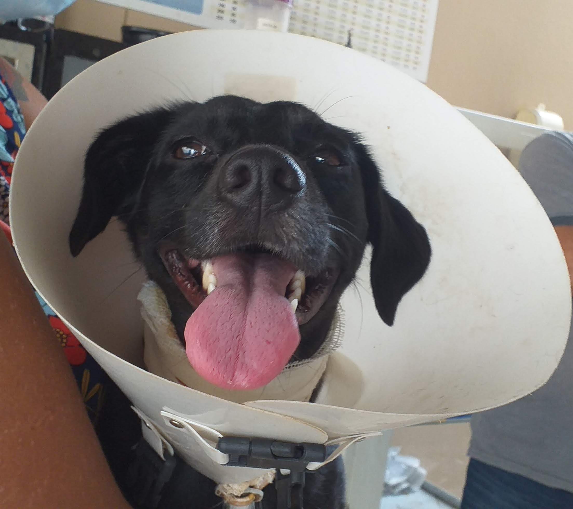 Feijoadinha sempre foi muito briguenta e se envolveu em uma grande confusão. Graças ao socorro rápido, amor e muitos cuidados se curou rapidamente. 
Hoje ela é mais tranquila. 