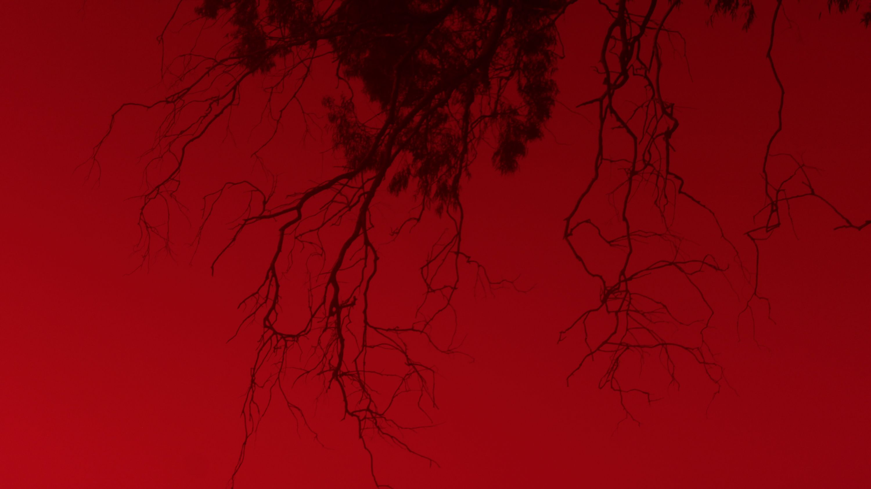 Imagem: Rizoma no Céu