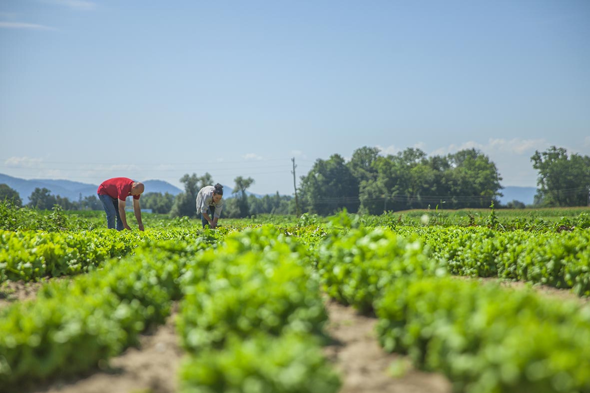 Recuperações judiciais crescem no agro: análise do economista Paulo Narcélio