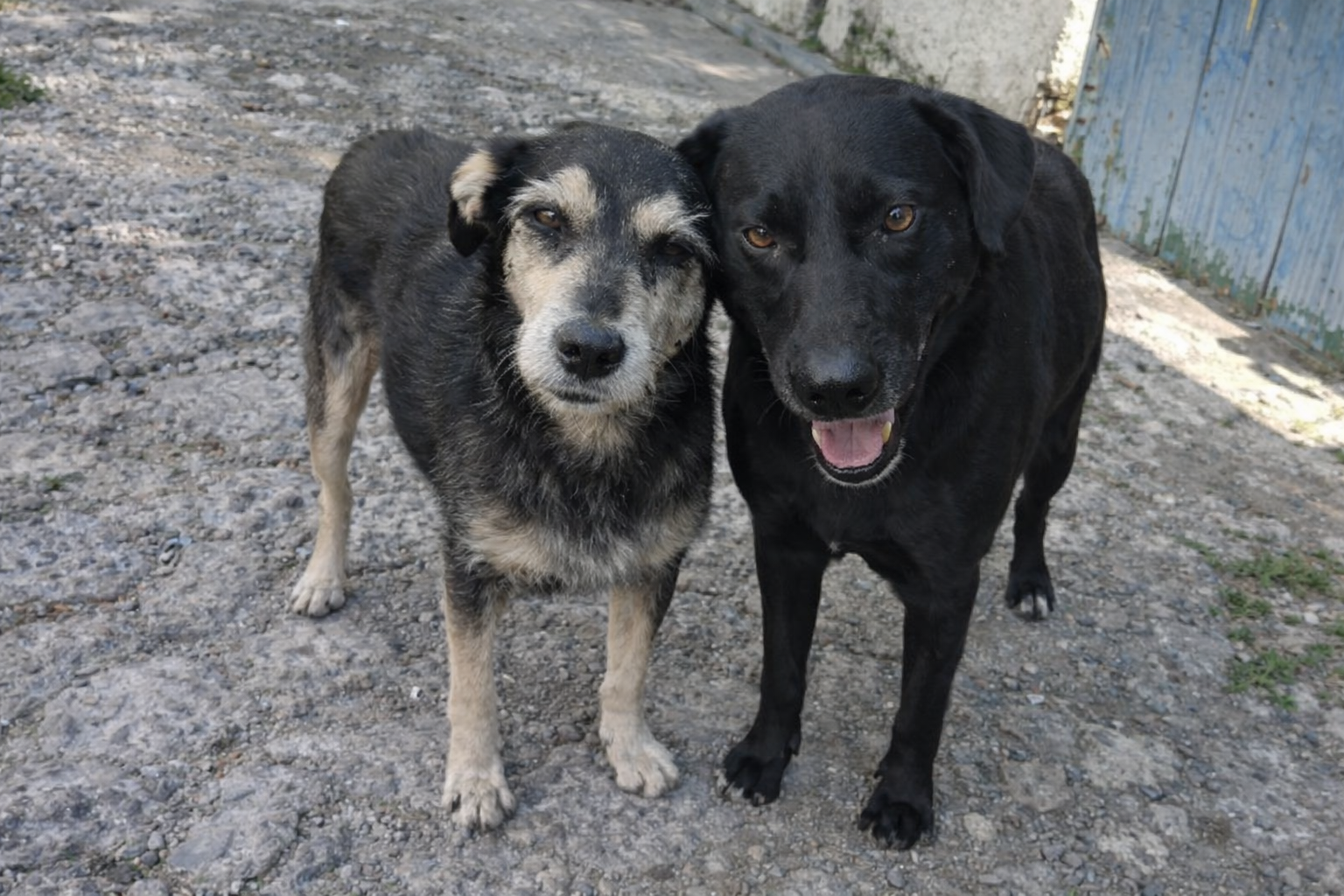 Amores de quatro patas