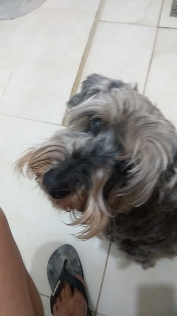 Registro na data de hoje, a perda de mais um serzinho que encheu nossas vidas de amor. 